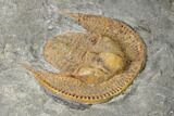 Orange Declivolithus Trilobite - Mecissi, Morocco #141886-2